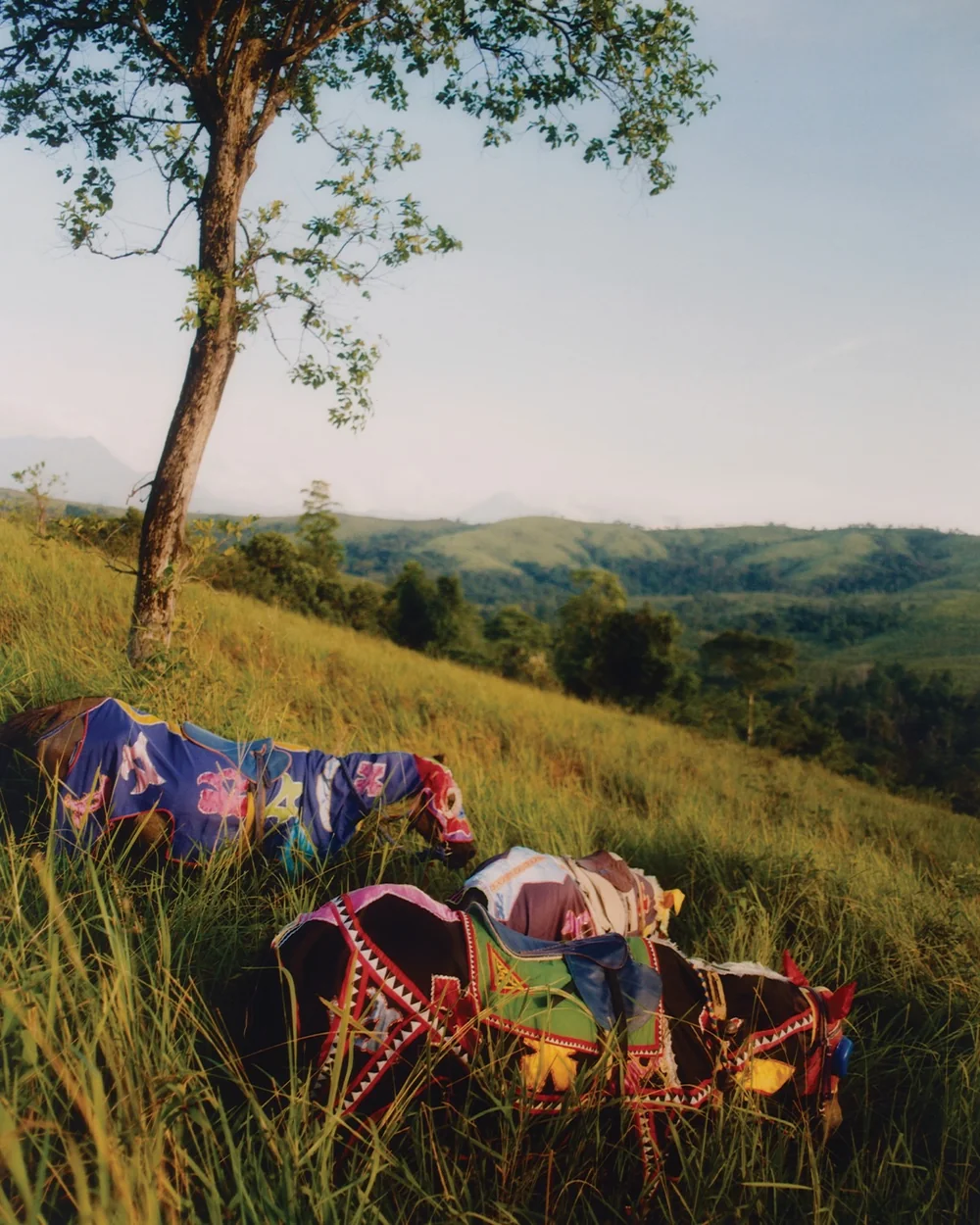 Horses in embroidered blankets grazing on a hillside beneath a tree