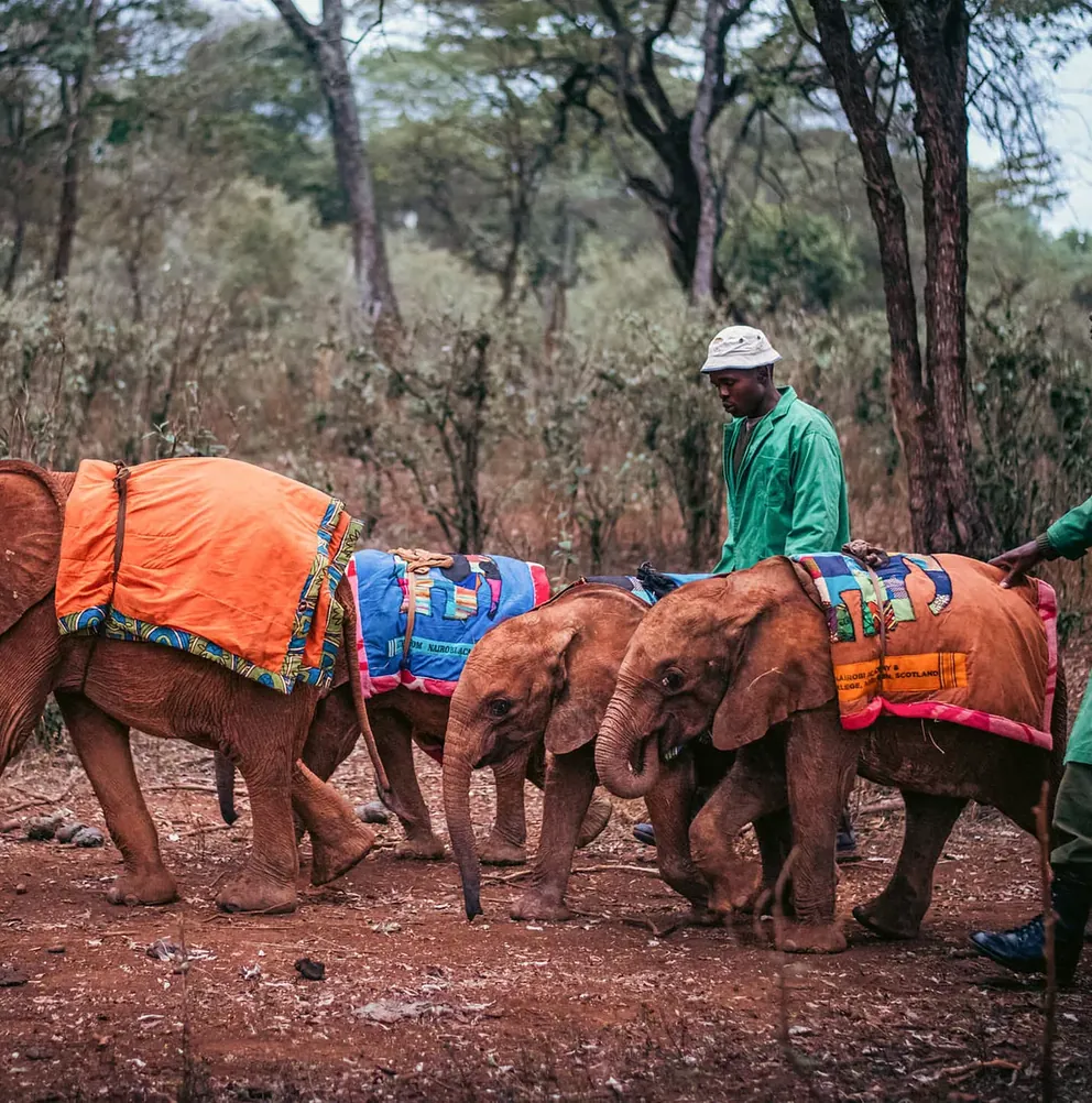Keepers walking young elephants in bright blankets through a forest